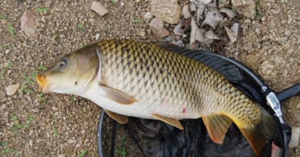 什么样的天气适合钓鱼
