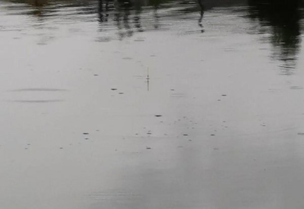 红薯钓鲤鱼的制作方法