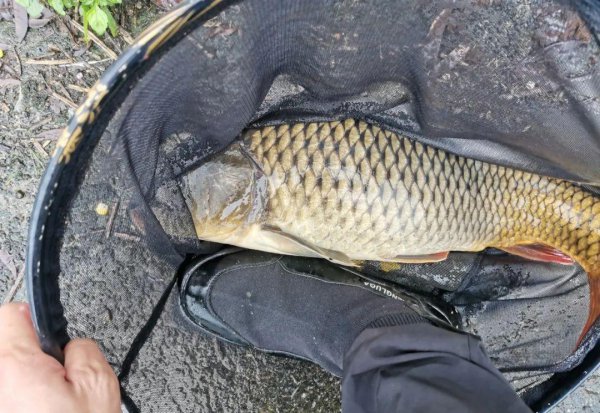 红薯钓鲤鱼的制作方法