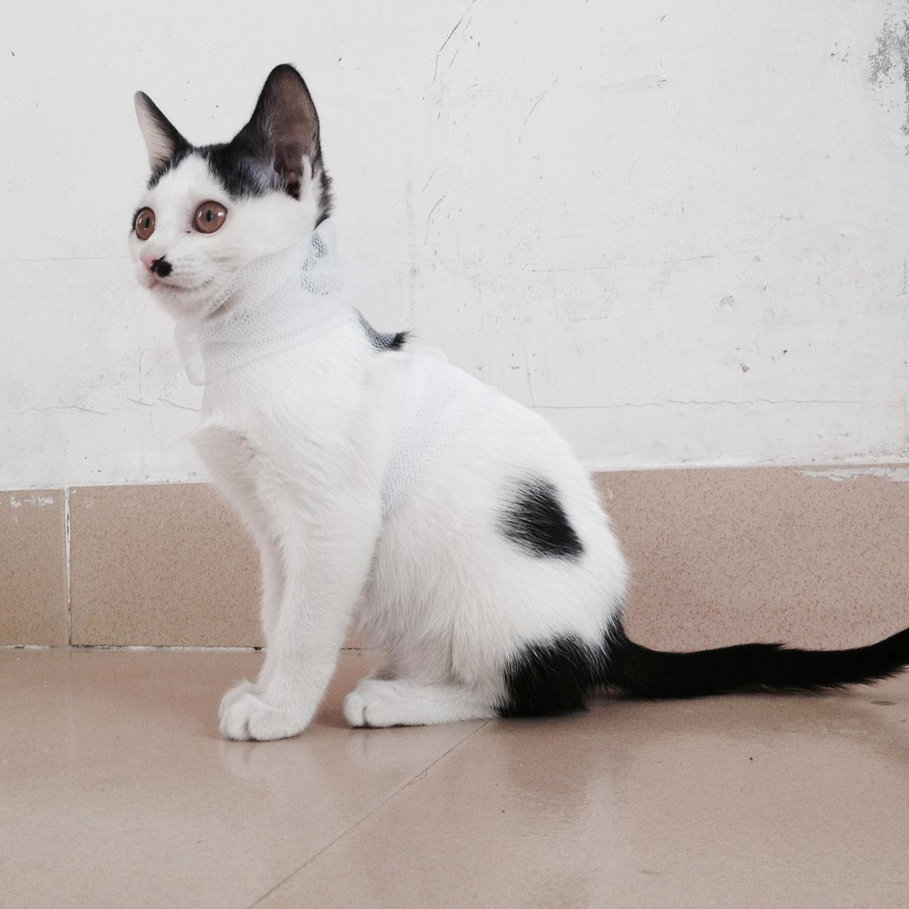 猫离开主人多久会忘记