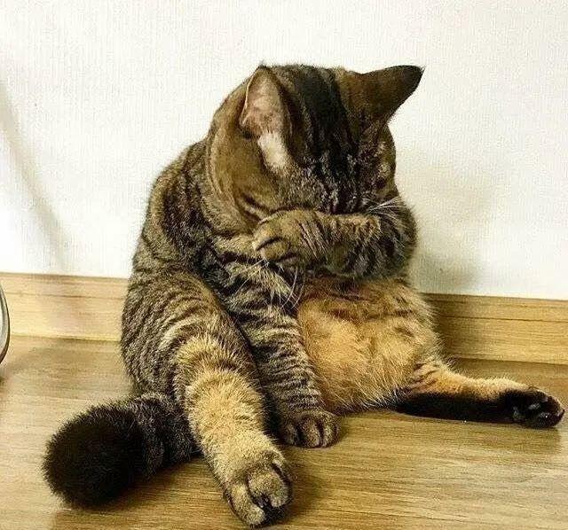 猫离开主人多久会忘记