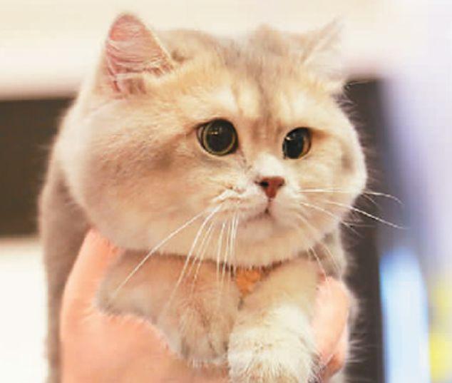 猫离开主人多久会忘记