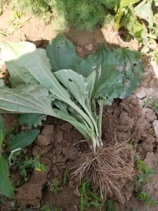 车前草有几个品种 农村常见的车前草竟然成了宝贝