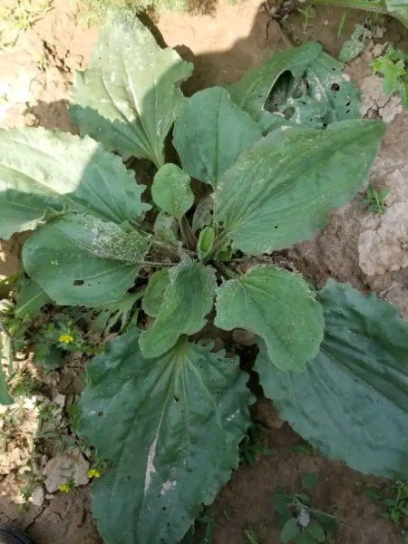 车前草有几个品种