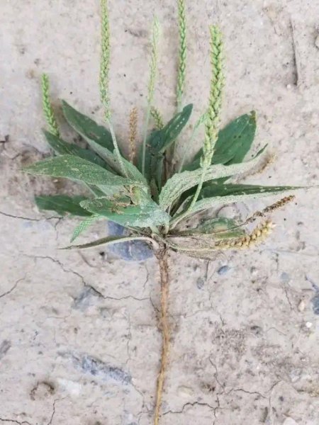 车前草有几个品种