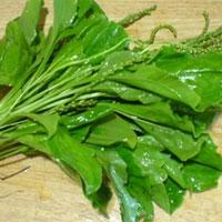 车前草有几个品种