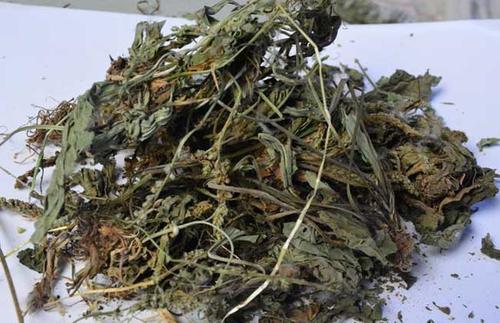 车前草有几个品种