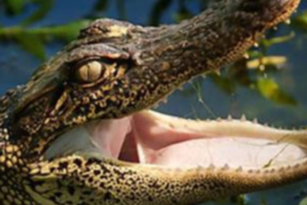 为什么老人说见过龙