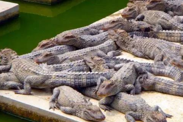 为什么老人说见过龙