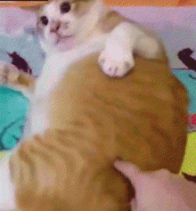 猫咪能听懂人说话吗