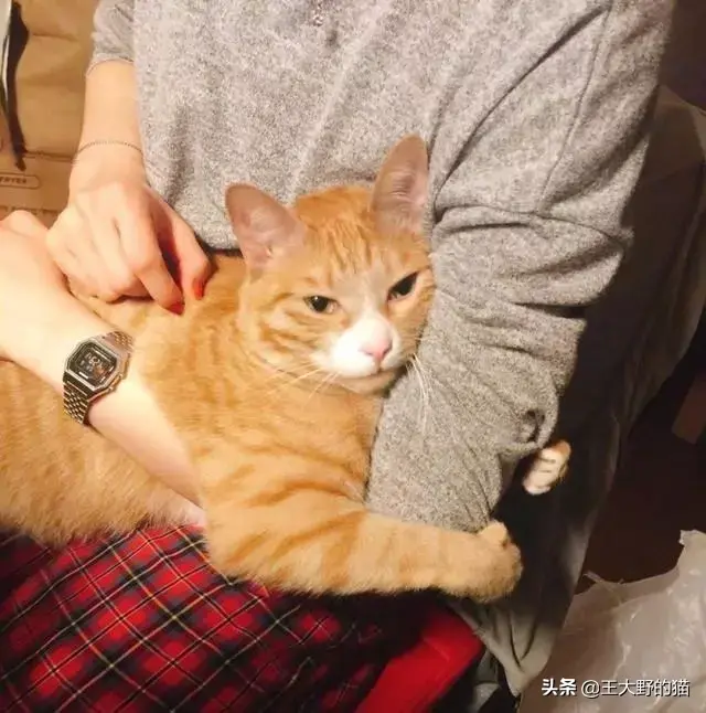 猫咪能听懂人说话吗