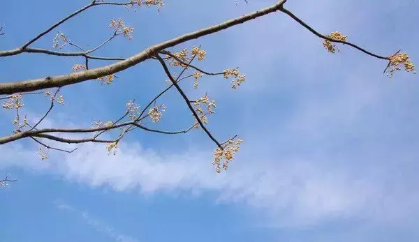 每年的二月份为什么有28天或29天