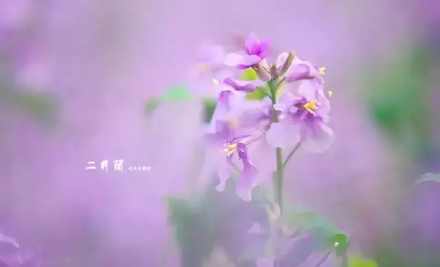 每年的二月份为什么有28天或29天