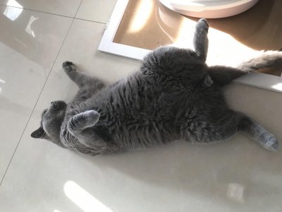 猫咪不让抱怎么办 猫咪不愿意让抱是什么原因