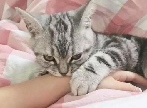 猫咪不让抱怎么办