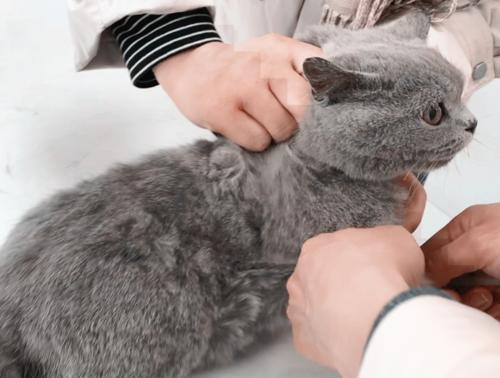 猫咪不让抱怎么办