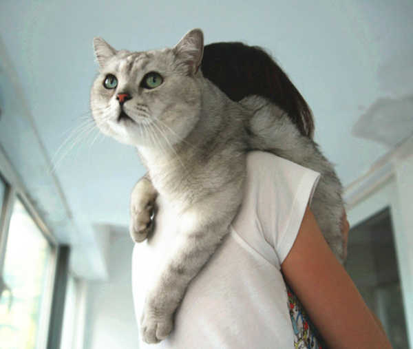 猫咪不让抱怎么办