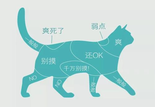 猫咪不让抱怎么办
