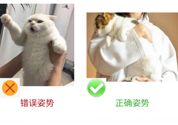 猫咪不让抱怎么办