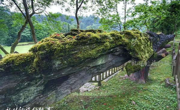 100斤阴沉木值多少钱
