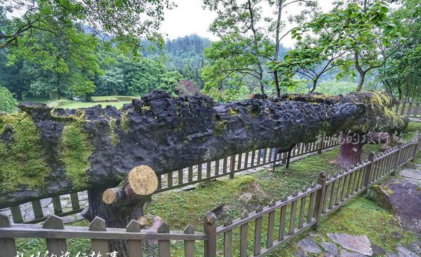 100斤阴沉木值多少钱