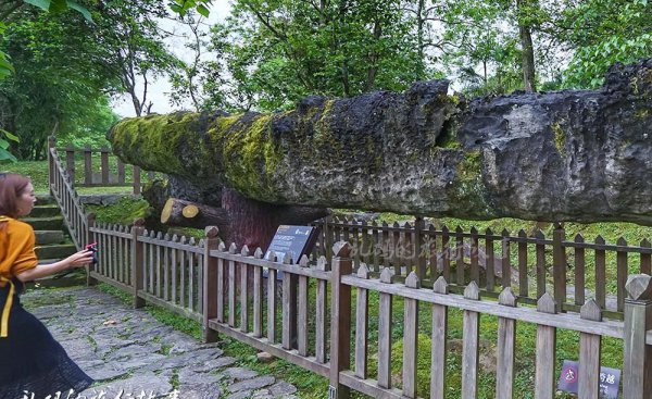 100斤阴沉木值多少钱