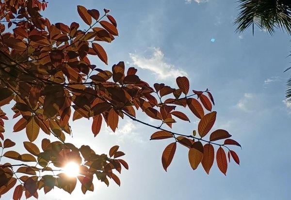 荣耀play6t怎么样