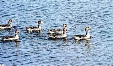 雁城是哪个城市别称