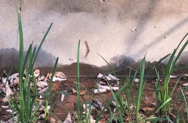 五毒之一的蚰蜒会咬人吗