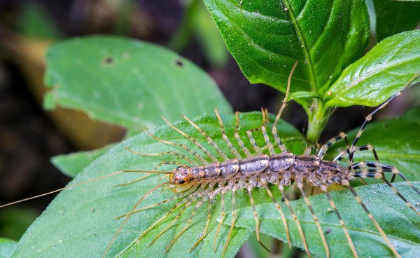 五毒之一的蚰蜒会咬人吗