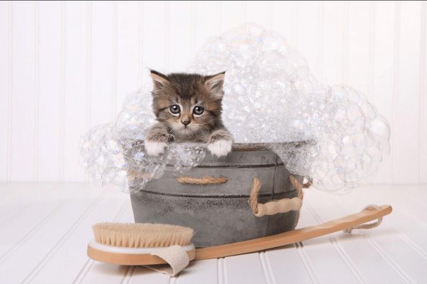 养猫屋里臭气熏天怎么去除