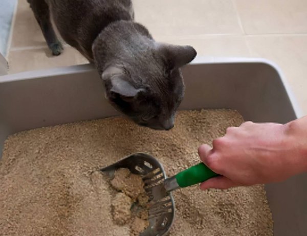 养猫屋里臭气熏天怎么去除