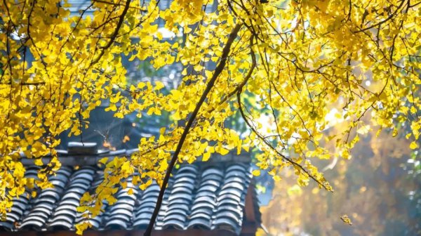 腾冲海拔高度是多少米