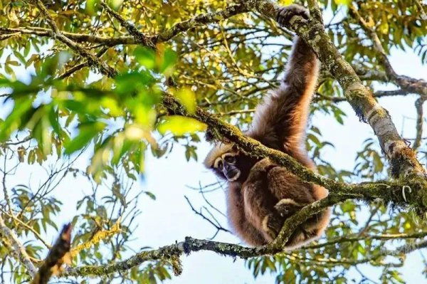 腾冲海拔高度是多少米