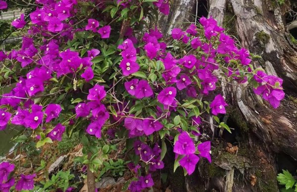 退休后最佳生活安排