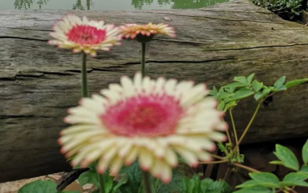 退休后最佳生活安排