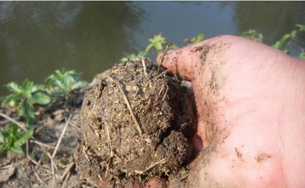 用什么打窝能让大鲤鱼进窝快点