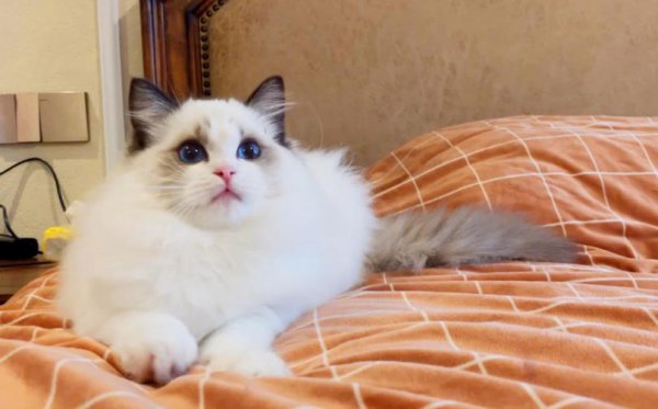 猫喜欢主人的表达方式