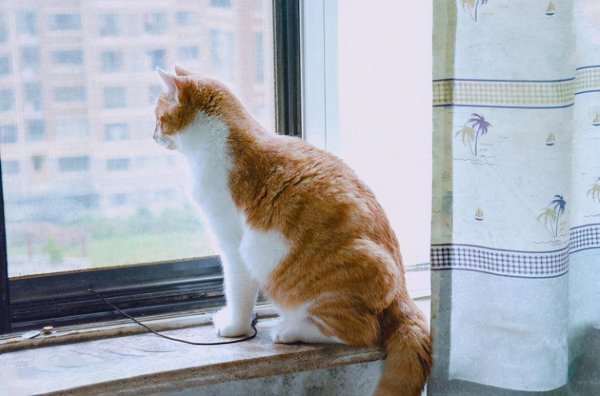 猫喜欢主人的表达方式