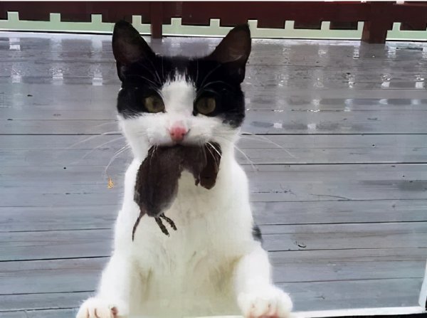 猫喜欢主人的表达方式