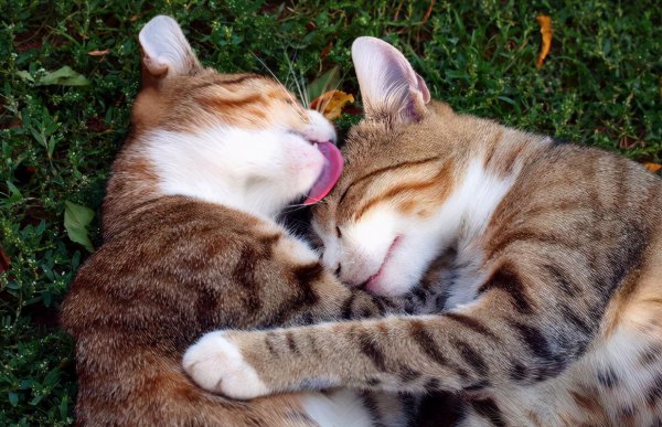 猫喜欢主人的表达方式