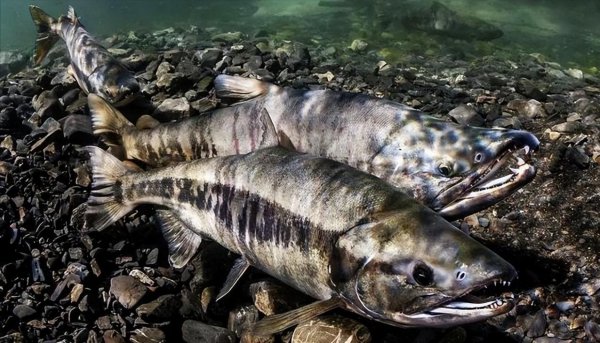 贝加尔湖最大的鱼是什么