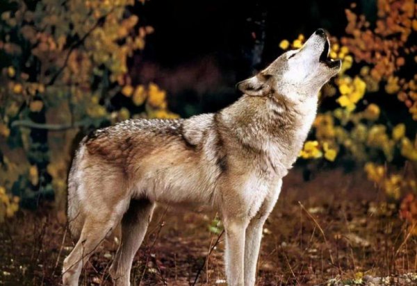 狗嚎叫有什么预兆