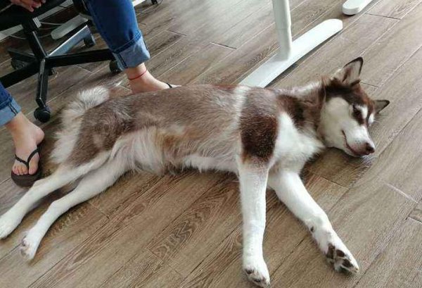 狗嚎叫有什么预兆