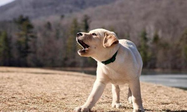 狗嚎叫有什么预兆