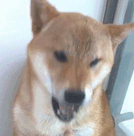 狗嚎叫有什么预兆