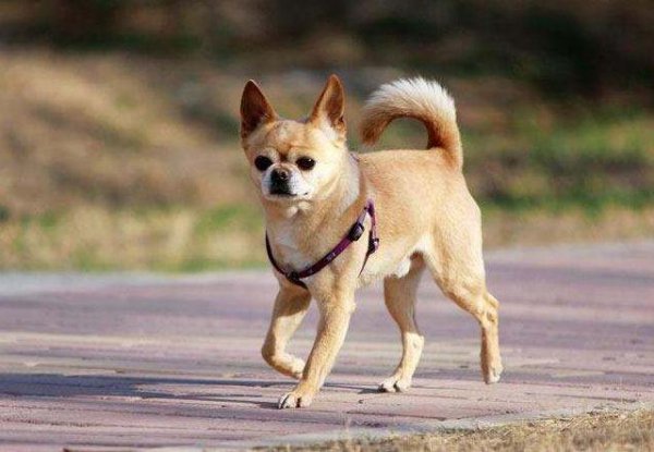 狗嚎叫有什么预兆