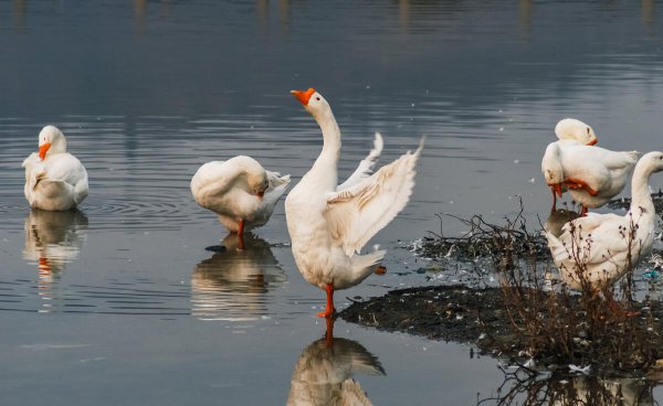 炖大鹅放什么调料好吃窍门