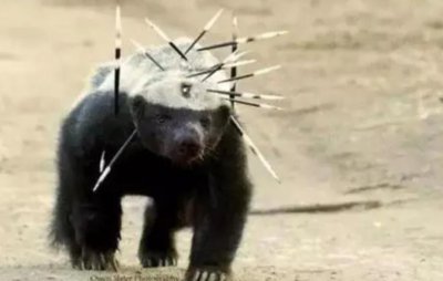 蜜獾的天敌是什么动物 平头哥蜜獾是一种怎样类型的动物