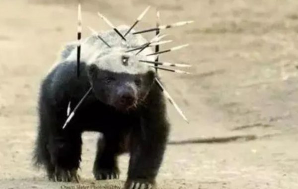 蜜獾的天敌是什么动物